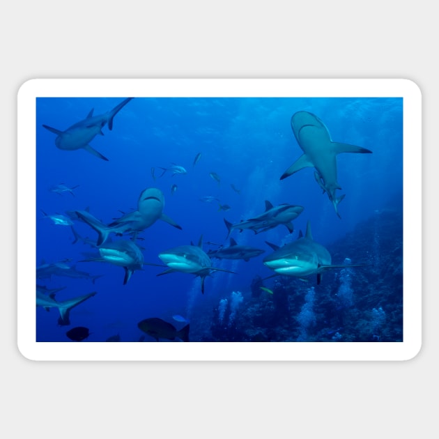 Grey Reef Sharks Great Barrier Reef Australia - Reef - Sticker | TeePublic